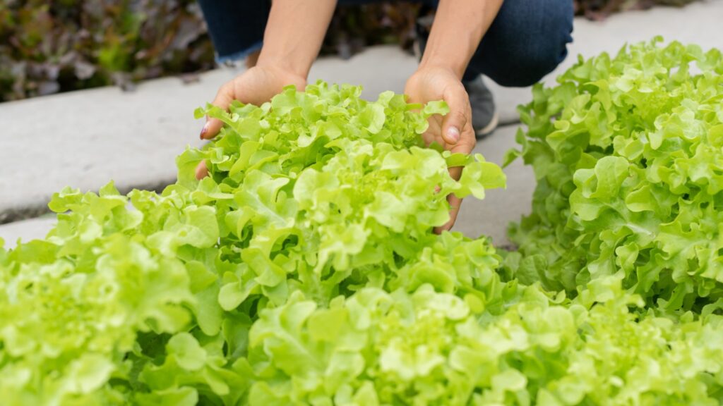 Workers to pick lettuce leaves